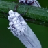 Skydamaris - Orthezia urticae ?  | Fotografijos autorius : Gintautas Steiblys | © Macrogamta.lt | Šis tinklapis priklauso bendruomenei kuri domisi makro fotografija ir fotografuoja gyvąjį makro pasaulį.