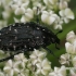 Kvapusis auksavabalis - Oxythyrea funesta  | Fotografijos autorius : Gintautas Steiblys | © Macrogamta.lt | Šis tinklapis priklauso bendruomenei kuri domisi makro fotografija ir fotografuoja gyvąjį makro pasaulį.