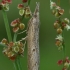 Dvidryžis varpinukas - Pediasia contaminella  | Fotografijos autorius : Gintautas Steiblys | © Macrogamta.lt | Šis tinklapis priklauso bendruomenei kuri domisi makro fotografija ir fotografuoja gyvąjį makro pasaulį.