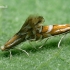 Gudobelinės keršosios kandelės - Phyllonorycter oxyacanthae  | Fotografijos autorius : Gintautas Steiblys | © Macrogamta.lt | Šis tinklapis priklauso bendruomenei kuri domisi makro fotografija ir fotografuoja gyvąjį makro pasaulį.