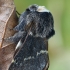 Rudeninis verpikas - Poecilocampa populi | Fotografijos autorius : Gintautas Steiblys | © Macrogamta.lt | Šis tinklapis priklauso bendruomenei kuri domisi makro fotografija ir fotografuoja gyvąjį makro pasaulį.