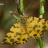 Leopardinis sprindžius - Pseudopanthera macularia  | Fotografijos autorius : Gintautas Steiblys | © Macrogamta.lt | Šis tinklapis priklauso bendruomenei kuri domisi makro fotografija ir fotografuoja gyvąjį makro pasaulį.