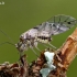 Didysis šiengraužis - Psococerastis gibbosa | Fotografijos autorius : Gintautas Steiblys | © Macrogamta.lt | Šis tinklapis priklauso bendruomenei kuri domisi makro fotografija ir fotografuoja gyvąjį makro pasaulį.