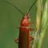 Skėtinis minkštavabalis - Rhagonycha fulva  | Fotografijos autorius : Gintautas Steiblys | © Macrogamta.lt | Šis tinklapis priklauso bendruomenei kuri domisi makro fotografija ir fotografuoja gyvąjį makro pasaulį.