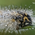 Baltasparnis strėlinukas - Simyra albovenosa, vikšro portretas | Fotografijos autorius : Gintautas Steiblys | © Macrogamta.lt | Šis tinklapis priklauso bendruomenei kuri domisi makro fotografija ir fotografuoja gyvąjį makro pasaulį.