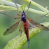 Ilgakojis uodas - Tanyptera nigricornis  | Fotografijos autorius : Gintautas Steiblys | © Macrogamta.lt | Šis tinklapis priklauso bendruomenei kuri domisi makro fotografija ir fotografuoja gyvąjį makro pasaulį.