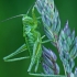 Žaliasis žiogas - Tettigonia viridissima, nimfa  | Fotografijos autorius : Gintautas Steiblys | © Macrogamta.lt | Šis tinklapis priklauso bendruomenei kuri domisi makro fotografija ir fotografuoja gyvąjį makro pasaulį.