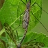 Ilgakojai uodai - Tipula varipennis | Fotografijos autorius : Gintautas Steiblys | © Macrogamta.lt | Šis tinklapis priklauso bendruomenei kuri domisi makro fotografija ir fotografuoja gyvąjį makro pasaulį.