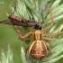 Krabvoris - Xysticus sp.  | Fotografijos autorius : Gintautas Steiblys | © Macrogamta.lt | Šis tinklapis priklauso bendruomenei kuri domisi makro fotografija ir fotografuoja gyvąjį makro pasaulį.