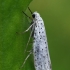 Vaismedinė kandis - Yponomeuta padella | Fotografijos autorius : Gintautas Steiblys | © Macrogamta.lt | Šis tinklapis priklauso bendruomenei kuri domisi makro fotografija ir fotografuoja gyvąjį makro pasaulį.