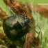 Dobilinė kamuolblakė - Coptosoma scutellatum  | Fotografijos autorius : Gintautas Steiblys | © Macrogamta.lt | Šis tinklapis priklauso bendruomenei kuri domisi makro fotografija ir fotografuoja gyvąjį makro pasaulį.