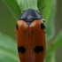 Keturtaškė klitra - Clytra quadripunctata  | Fotografijos autorius : Gintautas Steiblys | © Macrogamta.lt | Šis tinklapis priklauso bendruomenei kuri domisi makro fotografija ir fotografuoja gyvąjį makro pasaulį.