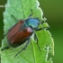 Grikinukas / Sodinis grambuoliukas - Phyllopertha horticola  | Fotografijos autorius : Gintautas Steiblys | © Macrogamta.lt | Šis tinklapis priklauso bendruomenei kuri domisi makro fotografija ir fotografuoja gyvąjį makro pasaulį.