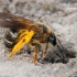 Vagabitė - Halictus sexcinctus  | Fotografijos autorius : Gintautas Steiblys | © Macrogamta.lt | Šis tinklapis priklauso bendruomenei kuri domisi makro fotografija ir fotografuoja gyvąjį makro pasaulį.