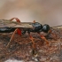 Vytis/Ichneumonas - Pimplinae sp. ? | Fotografijos autorius : Gintautas Steiblys | © Macrogamta.lt | Šis tinklapis priklauso bendruomenei kuri domisi makro fotografija ir fotografuoja gyvąjį makro pasaulį.