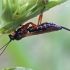 Vytis | Fotografijos autorius : Gintautas Steiblys | © Macrogamta.lt | Šis tinklapis priklauso bendruomenei kuri domisi makro fotografija ir fotografuoja gyvąjį makro pasaulį.