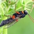 Vytis / Ichneumonidas - Pimpla sp. | Fotografijos autorius : Gintautas Steiblys | © Macrogamta.lt | Šis tinklapis priklauso bendruomenei kuri domisi makro fotografija ir fotografuoja gyvąjį makro pasaulį.