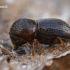Neporinis medininkas - Xyleborus dispar , patelė  | Fotografijos autorius : Gintautas Steiblys | © Macrogamta.lt | Šis tinklapis priklauso bendruomenei kuri domisi makro fotografija ir fotografuoja gyvąjį makro pasaulį.