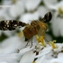 Margasparnė - Oxyna flavipennis  | Fotografijos autorius : Gintautas Steiblys | © Macrogamta.lt | Šis tinklapis priklauso bendruomenei kuri domisi makro fotografija ir fotografuoja gyvąjį makro pasaulį.