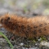 Rudoji meškutė - Phragmatobia fuliginosa, vikšras  | Fotografijos autorius : Gintautas Steiblys | © Macrogamta.lt | Šis tinklapis priklauso bendruomenei kuri domisi makro fotografija ir fotografuoja gyvąjį makro pasaulį.