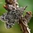 Pušyninė eudonija - Eudonia truncicolella  | Fotografijos autorius : Gintautas Steiblys | © Macrogamta.lt | Šis tinklapis priklauso bendruomenei kuri domisi makro fotografija ir fotografuoja gyvąjį makro pasaulį.