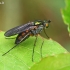 Ilgakojė muselė - Dolichopus sp. | Fotografijos autorius : Gintautas Steiblys | © Macrogamta.lt | Šis tinklapis priklauso bendruomenei kuri domisi makro fotografija ir fotografuoja gyvąjį makro pasaulį.