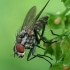 Žiedenė - Hylemya vagans  | Fotografijos autorius : Gintautas Steiblys | © Macrogamta.lt | Šis tinklapis priklauso bendruomenei kuri domisi makro fotografija ir fotografuoja gyvąjį makro pasaulį.