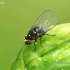 Minamusė - Agromyzidae  | Fotografijos autorius : Gintautas Steiblys | © Macrogamta.lt | Šis tinklapis priklauso bendruomenei kuri domisi makro fotografija ir fotografuoja gyvąjį makro pasaulį.