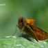 Miškinis storgalvis - Ochlodes sylvanus  | Fotografijos autorius : Gintautas Steiblys | © Macrogamta.lt | Šis tinklapis priklauso bendruomenei kuri domisi makro fotografija ir fotografuoja gyvąjį makro pasaulį.