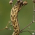 Dirvinis pelėdgalvis - Lacanobia thalassina, vikšras | Fotografijos autorius : Gintautas Steiblys | © Macrogamta.lt | Šis tinklapis priklauso bendruomenei kuri domisi makro fotografija ir fotografuoja gyvąjį makro pasaulį.