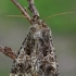 Paprastasis sėklinukas - Hadena capsincola  | Fotografijos autorius : Gintautas Steiblys | © Macrogamta.lt | Šis tinklapis priklauso bendruomenei kuri domisi makro fotografija ir fotografuoja gyvąjį makro pasaulį.