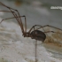 Ilgakojis virpūnėlis - Pholcus phalangioides  | Fotografijos autorius : Gintautas Steiblys | © Macrogamta.lt | Šis tinklapis priklauso bendruomenei kuri domisi makro fotografija ir fotografuoja gyvąjį makro pasaulį.