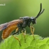 Pjūklelis - Arge melanochra  | Fotografijos autorius : Gintautas Steiblys | © Macrogamta.lt | Šis tinklapis priklauso bendruomenei kuri domisi makro fotografija ir fotografuoja gyvąjį makro pasaulį.