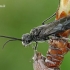 Pjūklelis - Dolerus sp.  | Fotografijos autorius : Gintautas Steiblys | © Macrogamta.lt | Šis tinklapis priklauso bendruomenei kuri domisi makro fotografija ir fotografuoja gyvąjį makro pasaulį.