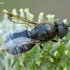 Plokščiamusė - Odontomyia argentata  | Fotografijos autorius : Gintautas Steiblys | © Macrogamta.lt | Šis tinklapis priklauso bendruomenei kuri domisi makro fotografija ir fotografuoja gyvąjį makro pasaulį.
