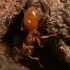 Geltonoji dirvinė skruzdėlė - Lasius flavus  | Fotografijos autorius : Gintautas Steiblys | © Macrogamta.lt | Šis tinklapis priklauso bendruomenei kuri domisi makro fotografija ir fotografuoja gyvąjį makro pasaulį.