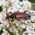 Plaukuotoji strangalija - Pedostrangalia pubescens var. auriflua  | Fotografijos autorius : Gintautas Steiblys | © Macrogamta.lt | Šis tinklapis priklauso bendruomenei kuri domisi makro fotografija ir fotografuoja gyvąjį makro pasaulį.