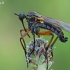 Snapmusė - Empis opaca | Fotografijos autorius : Gintautas Steiblys | © Macrogamta.lt | Šis tinklapis priklauso bendruomenei kuri domisi makro fotografija ir fotografuoja gyvąjį makro pasaulį.