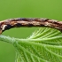 Mėlyninis žievėsprindis - Ectropis crepuscularia, vikšras | Fotografijos autorius : Gintautas Steiblys | © Macrogamta.lt | Šis tinklapis priklauso bendruomenei kuri domisi makro fotografija ir fotografuoja gyvąjį makro pasaulį.