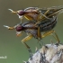 Sraigžudės - Limnia unguicornis  | Fotografijos autorius : Gintautas Steiblys | © Macrogamta.lt | Šis tinklapis priklauso bendruomenei kuri domisi makro fotografija ir fotografuoja gyvąjį makro pasaulį.