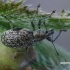 Lapinukas - Polydrusus pilosus  | Fotografijos autorius : Gintautas Steiblys | © Macrogamta.lt | Šis tinklapis priklauso bendruomenei kuri domisi makro fotografija ir fotografuoja gyvąjį makro pasaulį.