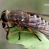 Sparva - Tabanus bromius  | Fotografijos autorius : Gintautas Steiblys | © Macrogamta.lt | Šis tinklapis priklauso bendruomenei kuri domisi makro fotografija ir fotografuoja gyvąjį makro pasaulį.