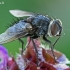 Dygliamusė - Huebneria affinis  | Fotografijos autorius : Gintautas Steiblys | © Macrogamta.lt | Šis tinklapis priklauso bendruomenei kuri domisi makro fotografija ir fotografuoja gyvąjį makro pasaulį.