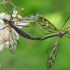 Ilgakojai uodai - Tipula varipennis | Fotografijos autorius : Gintautas Steiblys | © Macrogamta.lt | Šis tinklapis priklauso bendruomenei kuri domisi makro fotografija ir fotografuoja gyvąjį makro pasaulį.