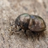 Skarabėjinė juodblakė - Thyreocoris scarabaeoides | Fotografijos autorius : Gintautas Steiblys | © Macrogamta.lt | Šis tinklapis priklauso bendruomenei kuri domisi makro fotografija ir fotografuoja gyvąjį makro pasaulį.