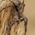 Kamieninis vikrūnas - Philodromus margaritatus  | Fotografijos autorius : Gintautas Steiblys | © Macrogamta.lt | Šis tinklapis priklauso bendruomenei kuri domisi makro fotografija ir fotografuoja gyvąjį makro pasaulį.