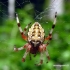 Araneus marmoreus - Marmurinis kryžiuotis | Fotografijos autorius : Algirdas Vilkas | © Macrogamta.lt | Šis tinklapis priklauso bendruomenei kuri domisi makro fotografija ir fotografuoja gyvąjį makro pasaulį.