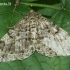 Deileptenia ribeata - Pilkrudis žievėsprindis | Fotografijos autorius : Algirdas Vilkas | © Macrogamta.lt | Šis tinklapis priklauso bendruomenei kuri domisi makro fotografija ir fotografuoja gyvąjį makro pasaulį.