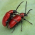 Lilioceris lilii - Lelijinis čiuželis | Fotografijos autorius : Algirdas Vilkas | © Macrogamta.lt | Šis tinklapis priklauso bendruomenei kuri domisi makro fotografija ir fotografuoja gyvąjį makro pasaulį.