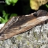 Ligustrinis sfinksas - Sphinx ligustri  | Fotografijos autorius : Algirdas Vilkas | © Macrogamta.lt | Šis tinklapis priklauso bendruomenei kuri domisi makro fotografija ir fotografuoja gyvąjį makro pasaulį.